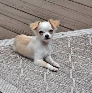 Meet your Posher, Kris